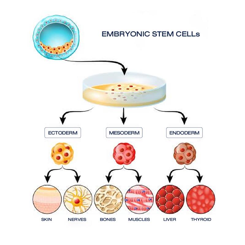 Tế bào gốc phôi (Embryonic Stem Cells- ESC) có tiềm năng biệt hóa cao