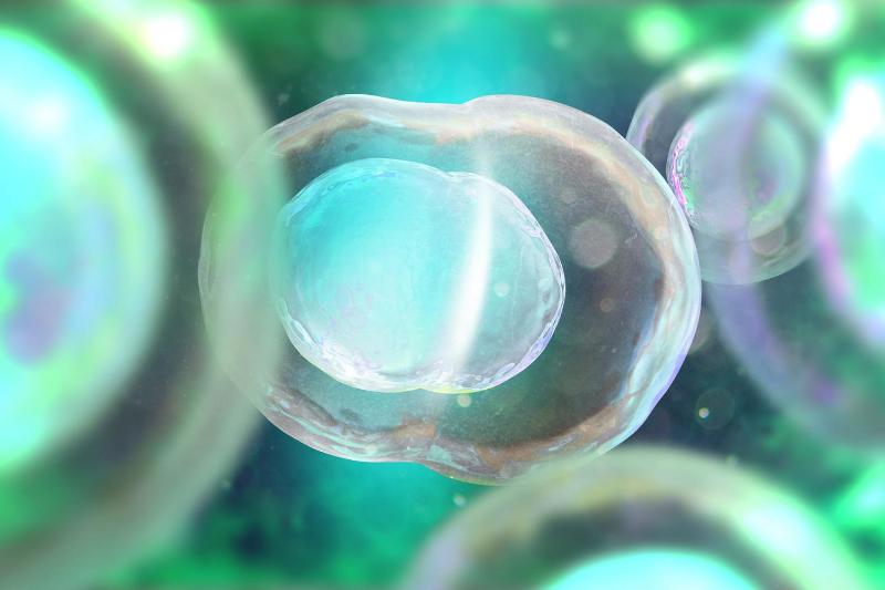 Tế bào gốc đa năng cảm ứng có tiềm năng ứng dụng lớn